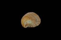 藏品(灰刺舟螺)的圖片